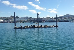ONE BIG FAMILY:  The sea lions of Morro Bay were rambunctious on this beautiful Sunday. They were unrelenting in their sparring and barking. - PHOTO BY PETER JOHNSON