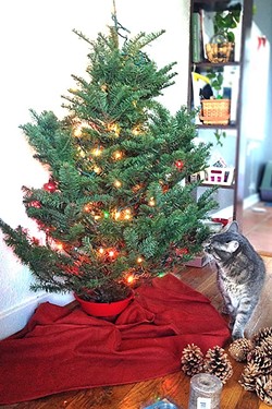 AFTER:  The tree we picked out was 3 to 4 feet tall. I had ambitions for a 10-footer, but it wasn&rsquo;t meant to be in a small space. As you can see, our cat isn&rsquo;t so sure about the set up. - PHOTO BY PETER JOHNSON