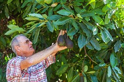 THE THRILL :  After more than three decades in the grove, Cayucos avocado farmer Bill Coy is still thrilled to pick a plump, firm Hass avocado at peak season. - PHOTO BY AMANDA ROMERO