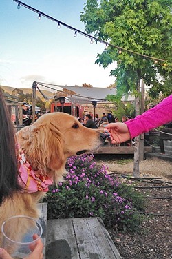 OLD SOUL:  While most dogs excitedly barked, played, and marked their territory at Puppy Love, this older golden retriever with a pink bandana moseyed quietly around the patio, smelling flowers and saying hi to the humans. - PHOTO BY PETER JOHNSON