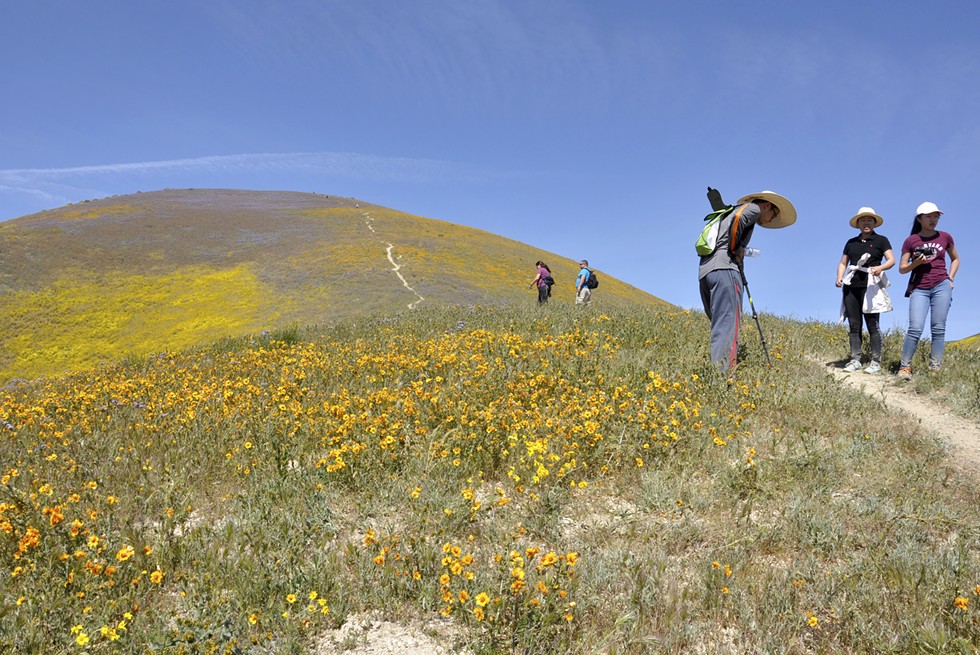 SUPER BLOOM POWER The tourists who invaded the Carrizo Plain National Monument this past spring to view the most vibrant bloom in years have rallied behind the effort to maintain the status quo in the face of a directive from President Donald Trump to review its designation. - PHOTO CAMILLIA LANHAM