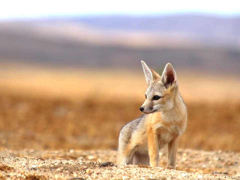 JUST A PUP A San Joaquin kit fox pokes its head out of its mother's underground den. It's one of four animal species on the Carrizo Plain that are state- and federally listed as endangered. - PHOTO COURTESY OF CALIFORNIA DEPARTMENT OF FISH AND WILDLIFE