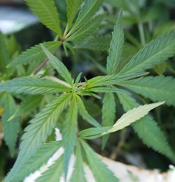 POT RULES  SLO County is on the precipice of enacting local regulations for the burgeoning marijuana industry—but many critical policy questions remain unanswered. - FILE PHOTO
