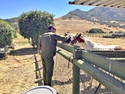 NEGLECTED SLO County Sheriff Ian Parkinson checks on one of 11 horses seized from a California Valley property. Officials say the animals were left multiple for days without food and water in 100-degree temperatures. - PHOTO COURTESY OF THE SLO COUNTY SHERIFF’S OFFICE