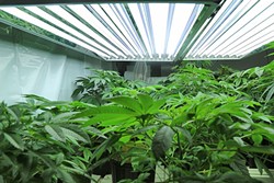 NEW REGS On Aug. 10, the SLO County Planning Commission will review land-use ordinances to regulate medical and recreational marijuana and make recommendations to the Board of Supervisors. - FILE PHOTO