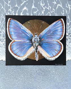 GONE FOR GOOD Helen K. Davie's work features 12 different animals that have become extinct in the past 100 years, like this Xerces Blue Butterfly. - IMAGE COURTESY OF HELEN K. DAVIE