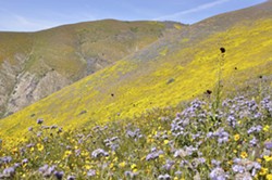 UNDER REVIEW President Donald Trump ordered Interior Secretary Ryan Zinke in April to review the statuses, boundaries, and protections of 27 national monuments&mdash;including SLO's Carrizo Plain. - FILE PHOTO BY CAMILLIA LANHAM