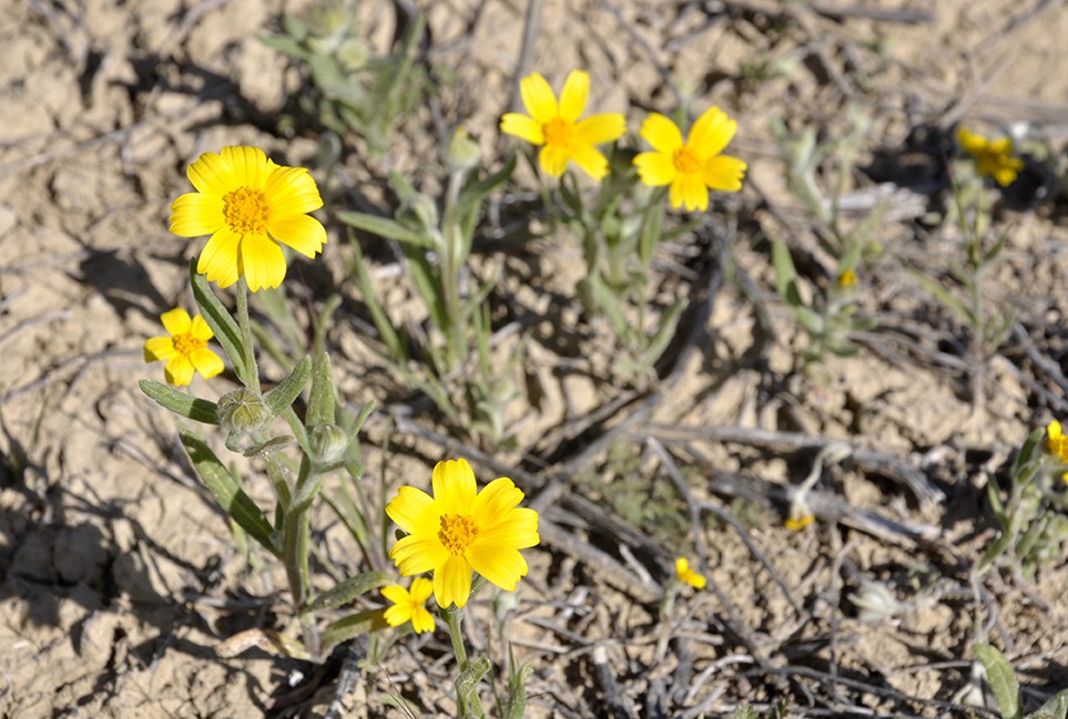 FOUND THEM! Yellow tidy tips cluster at the end of a dirt road above the valley floor, hidden from the view of Soda Lake Road drivers. - PHOTO BY CAMILLIA LANHAM