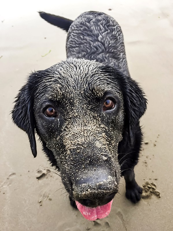 Sand dog. - PHOTO BY JAYSON MELLOM
