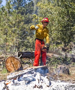 TRIMMING AND BURNING Starting a chainsaw, a U.S. Forest Service crewmember gets ready to saw tree trunks into more managable pieces as part of a pile burn conducted in Los Padres National Forest in April 2018. - FILE PHOTO BY SPENCER COLE