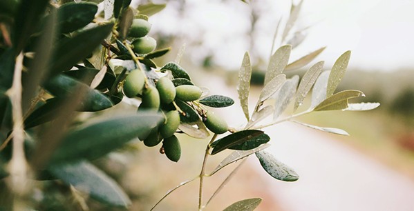 EVOO YOU KNOW? The history of Central Coast ag cannot be told without including the work of local olive farmers. - PHOTOS COURTESY OF WINE HISTORY PROJECT
