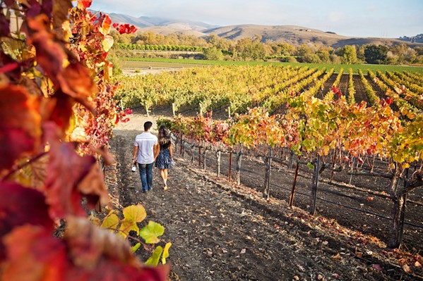 VINE'S PERSPECTIVE Preserving the history of area vineyards means digging deep&mdash;not just into the soil, but into garages, attics, and even yard sales&mdash;for documents and photos that piece together time, land, and humanity. - PHOTO COURTESY OF SLO WINE