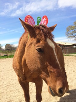 A GENTLE CLOWN Partners in Equestrian Therapy (PET) is raising money to help with ongoing medical treatment and medication for one of its "go to" horses, Chief Four Socks. - PHOTO BY COURTSEY OF PET