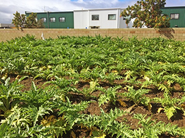 FIELD OF GREENS Blosser Urban Garden in Santa Maria offers sustainable fresh produce grown locally. - PHOTO BY CHRIS MCGUINNESS