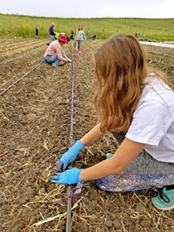 GROWING UP My older daughter was among the volunteers planting red-leaf lettuce at Firstfruits Farm on a drizzly Saturday morning in late April. Everything grown at this farm will be donated to community members in need. - PHOTO COURTESY OF BRET ROOKS