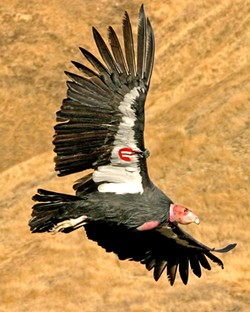 SOARING California condors often fly more than 100 miles a day, scouring their territories for food. - PHOTO COURTESY OF U.S. FISH AND WILDLIFE