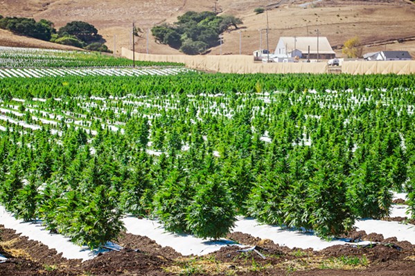 OUT IN THE OPEN Natural Healing Center, the Grover Beach cannabis dispensary company, is the group behind the large hemp farms on Los Osos Valley Road. The 37-acre grow is for agricultural research, the company says. - PHOTO BY JAYSON MELLOM