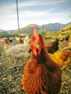 'A GOOD CHICKEN LIFE' Hens at Spumoni Egg Farm in Morro Bay are free to roam in both a protected coop and an enclosed outdoor space. Spumoni won't need to make any changes to comply with Proposition 12. - PHOTO COURTESY OF SPUMONI EGG FARM