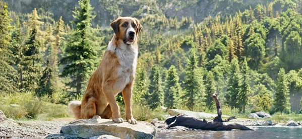 BUCK! Jack London's story of an unruly St. Bernard and Scotch shepherd mix, who's dognapped from his owner and goes on a grand adventure during the Klondike gold rush, has some off-putting CGI but is still a compelling family film. - PHOTO COURTESY OF TWENTIETH CENTURY FOX