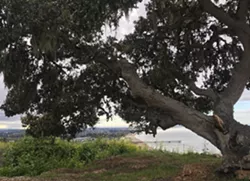 Pismo Preserve closes to keep public safe during COVID-19 pandemic