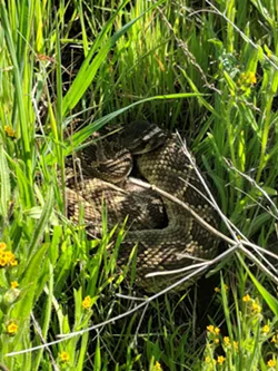 Central Coast Snake Services warns of upcoming rattlesnake season