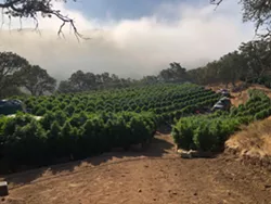 Santa Barbara County Sheriff&rsquo;s Office locates unlicensed grow in Tepusquet