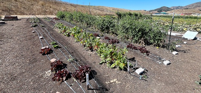 Firstfruits Farm grows, distributes fresh produce to SLO County food pantries