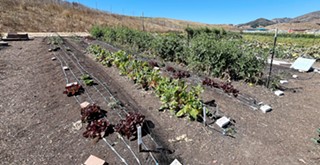 Firstfruits Farm grows, distributes fresh produce to SLO County food pantries