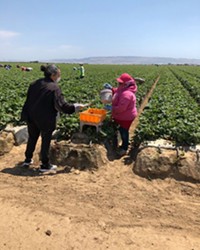TIES TO COMMUNITY Family Service Agency, which gave out masks to agricultural employees in June, will now provide wellness checks and other support services to Santa Barbara County farmworkers through the state’s Housing for the Harvest program.