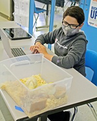 SMALL-SCALE SCHOOL A SLO High School student works on class assignments&mdash;including raising chicks for an agriculture class&mdash;in Ingrid Unemar Oest's pandemic learning pod.