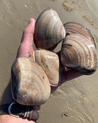 CLAM CALL Pismo clams can only be legally harvested with a valid fishing license and once they reach 4.5 inches in size, and up to 10 per person in one day.