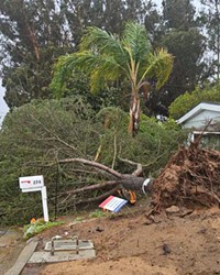 TOPPLE OVER Mia Supple's 70-year-old tree crashed down on her neighbor's driveway after strong wind gusts raged through Nipomo on Feb. 4.