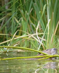DAM IT Beaver dams store more water in the ground than on the surface creating wetland homes for birds, frogs, and other animals. On Feb. 10, the SLO Beaver Brigade is celebrating the semiaquatic rodent in Atascadero.