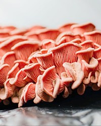 GROW YOUR OWN For $25, you can purchase a pink oyster mushroom grow kit from Mighty Cap Mushrooms' website and harvest the locally grown delicacy from your countertop.