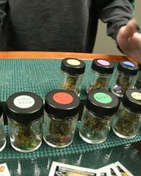 GRASS MENAGERIE :  Patients at CCCC can choose from a wide selection of pot varietals, each purportedly providing a slightly different medical effect