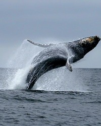 Whale-watching tour at Morro Bay