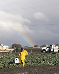 AFTER THE RAINS :  Workers returned to the fields outside Guadalupe after heavy rains pounded the Central Coast. Will the rains make a difference for local agriculture?