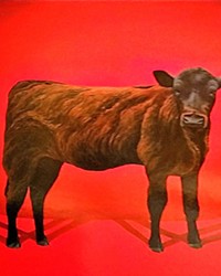 HOW NOW RED COW Artist Nancy Kolliner recently donated the 2000 piece Red Cow to the collection.
