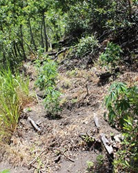 WEED WARNING The SLO County Sheriff's department is urging residents not to confront individuals who operate illegal marijuana grows like the one pictured above.