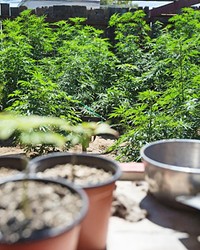 COMING INTO FORM? The state released a set of regulations for the emerging marijuana industry on Nov. 16, but counties like San Luis Obispo are considering tighter restrictions, like a ban on outdoor cannabis grows for personal or caregiver use.