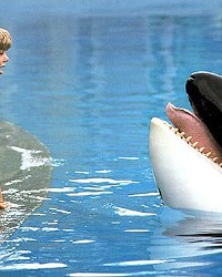 A BOY AND HIS WHALE Free Willy tells the heartwarming story of Jesse (Jason James Richter) and Willy the orca whale (Keiko).