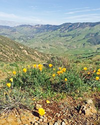 APRIL SHOWERS If we get rain, the top of Reservoir Canyon could look like it did in 2016, covered in wildflowers with green all around.