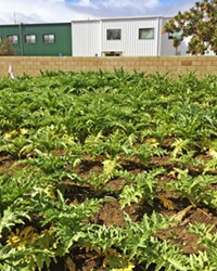 FIELD OF GREENS Blosser Urban Garden in Santa Maria offers sustainable fresh produce grown locally.