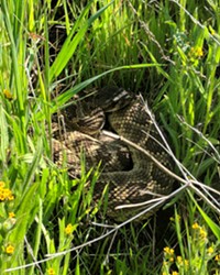 HISS April and May are busy months for Pacific Rattlesnakes like the one pictured. Watch out for them while locked down at home.
