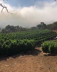 UNLICENSED GROW The Santa Barbara County Sheriff’s Office executed a search warrant in the Tepusquet area, locating approximately 4,000 unlicensed and untagged cannabis plants and approximately 200 pounds of dried product.