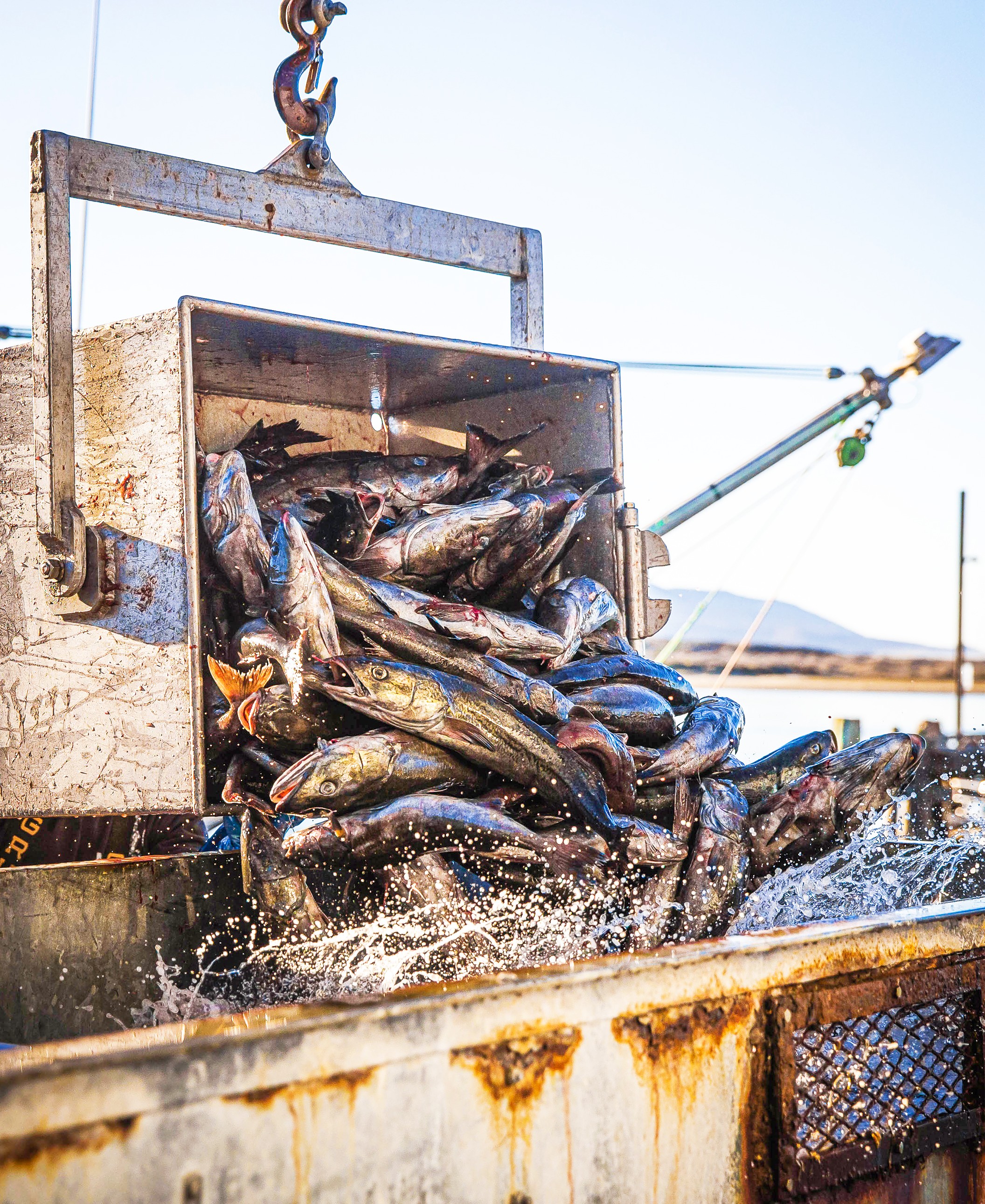 Dungeness crab season delayed by state regulators