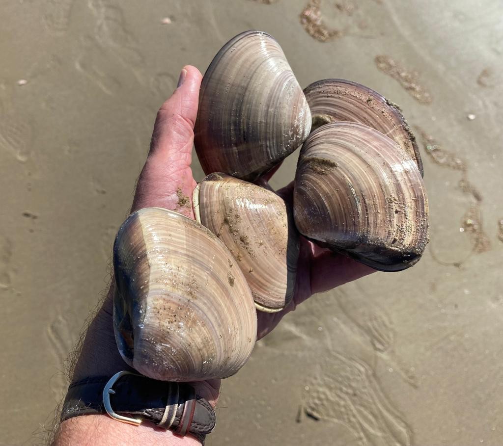 CLAM CALL Pismo clams can only be legally harvested with a valid fishing license and once they reach 4.5 inches in size, and up to 10 per person in one day. - PHOTO COURTESY OF BONITA ERNST