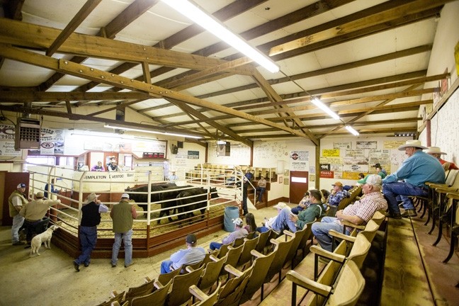 GOING ONCE:  The Templeton Livestock Market held its last auction on Oct. 4, before shutting its doors to make way for 107 single-family homes. - FILE PHOTO BY HENRY BRUINGTON