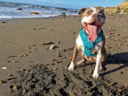 PHOTO BY CAMILLIA LANHAM - HAPPY PUPPY My dog's outer joy reflects my inner peace on the beach in Cayucos.