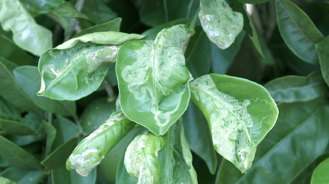 Image: Vertebrate and Insect Pests of the Home Garden
